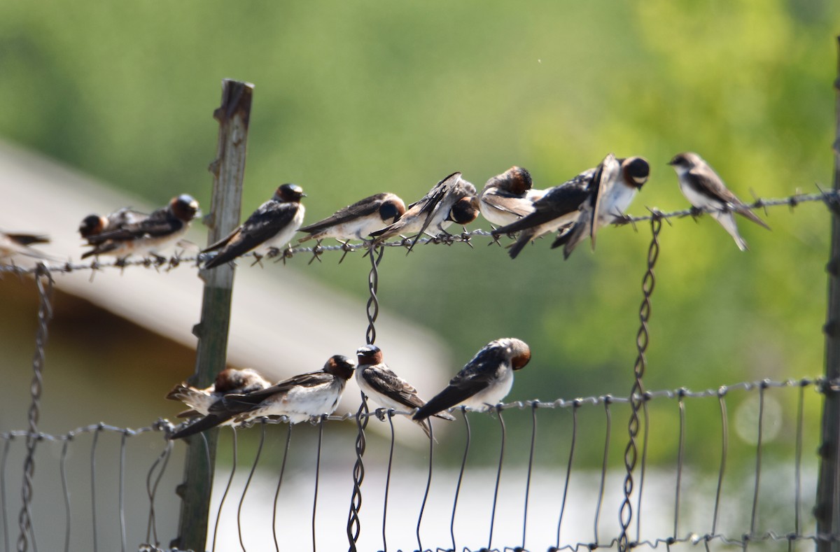 Cliff Swallow - ML624573752