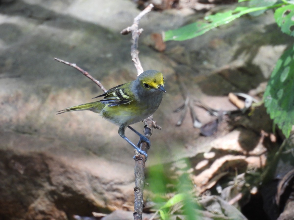 White-eyed Vireo - ML624573753