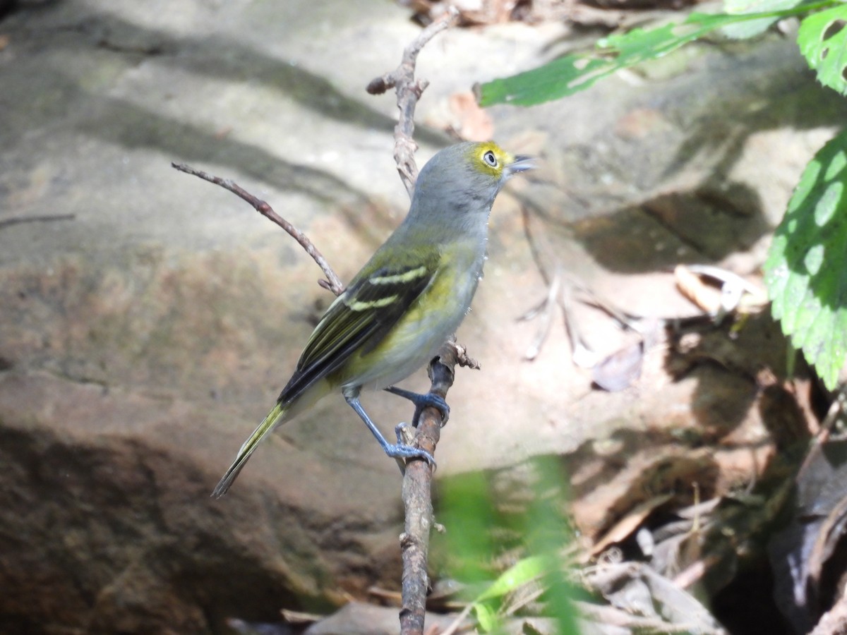 White-eyed Vireo - ML624573754