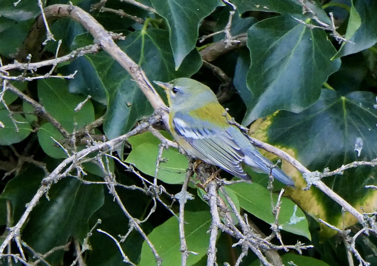 Northern Parula - ML624573755