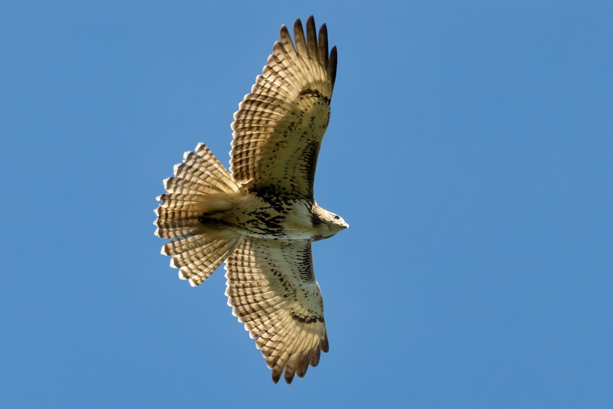 Red-tailed Hawk - ML624573757