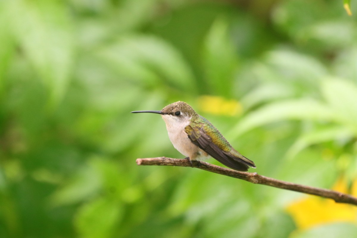 Ruby-throated Hummingbird - ML624573759