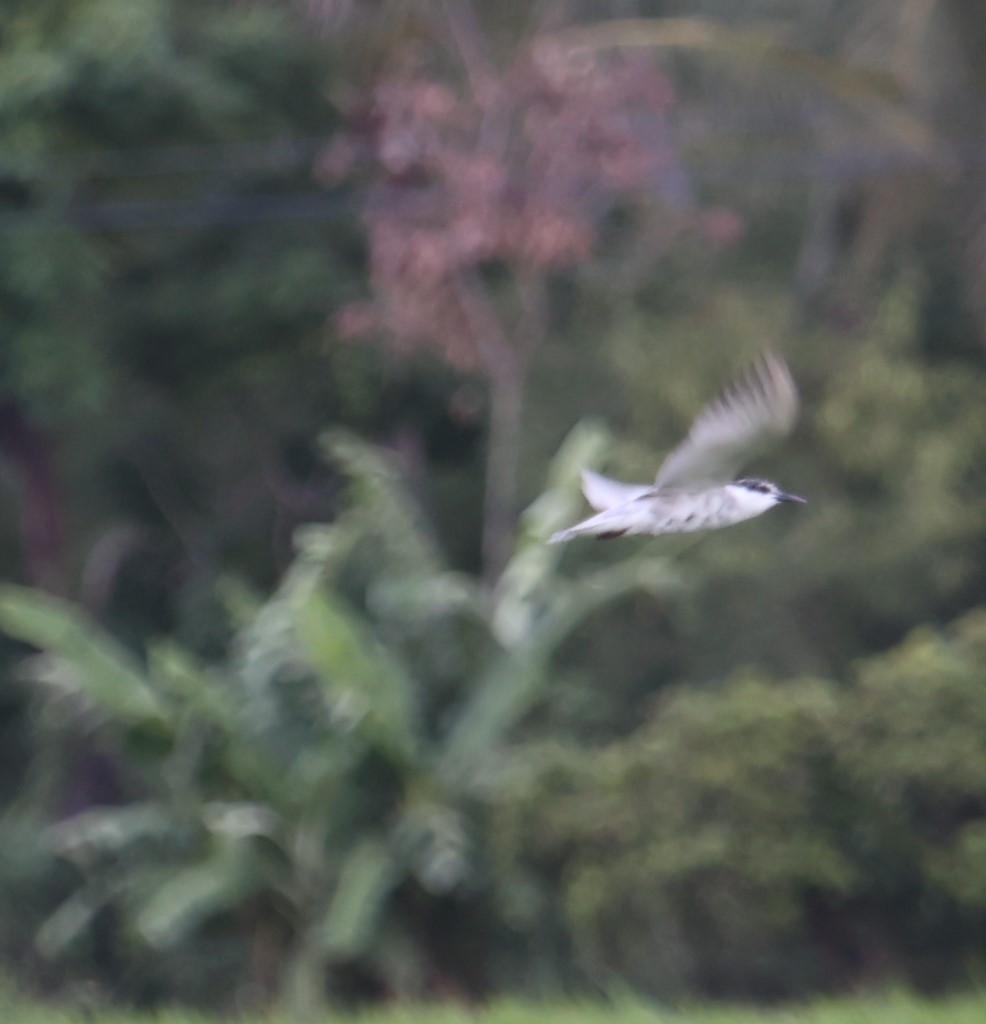 Whiskered Tern - ML624573761