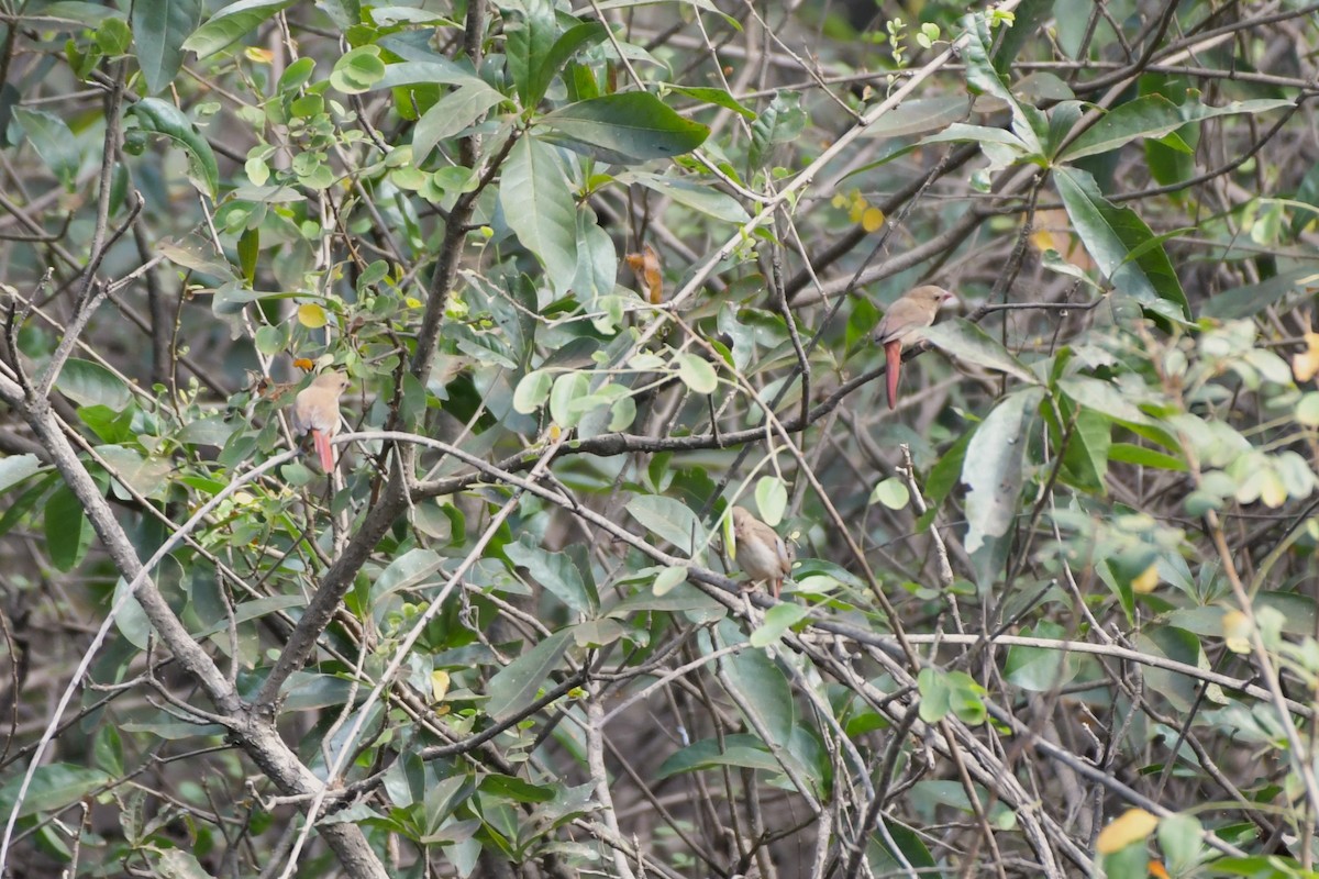 Crimson Finch (White-bellied) - ML624573763