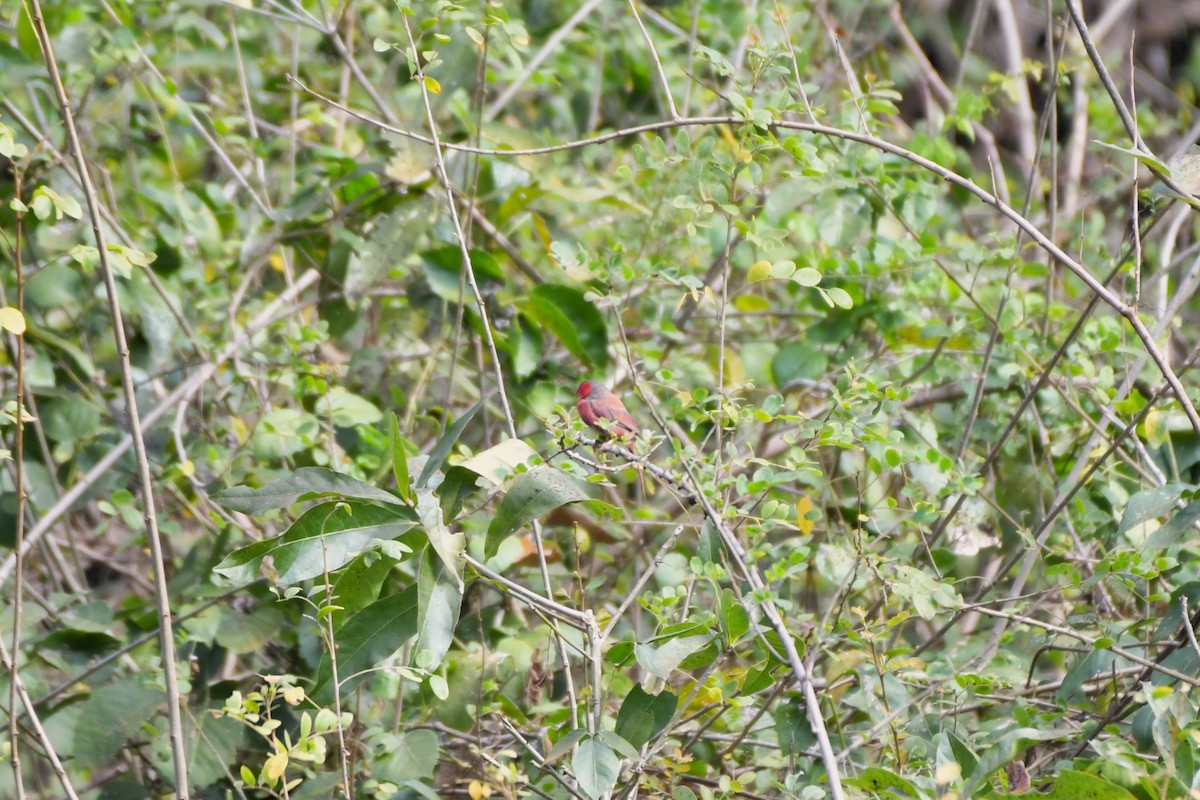 Crimson Finch (White-bellied) - ML624573764