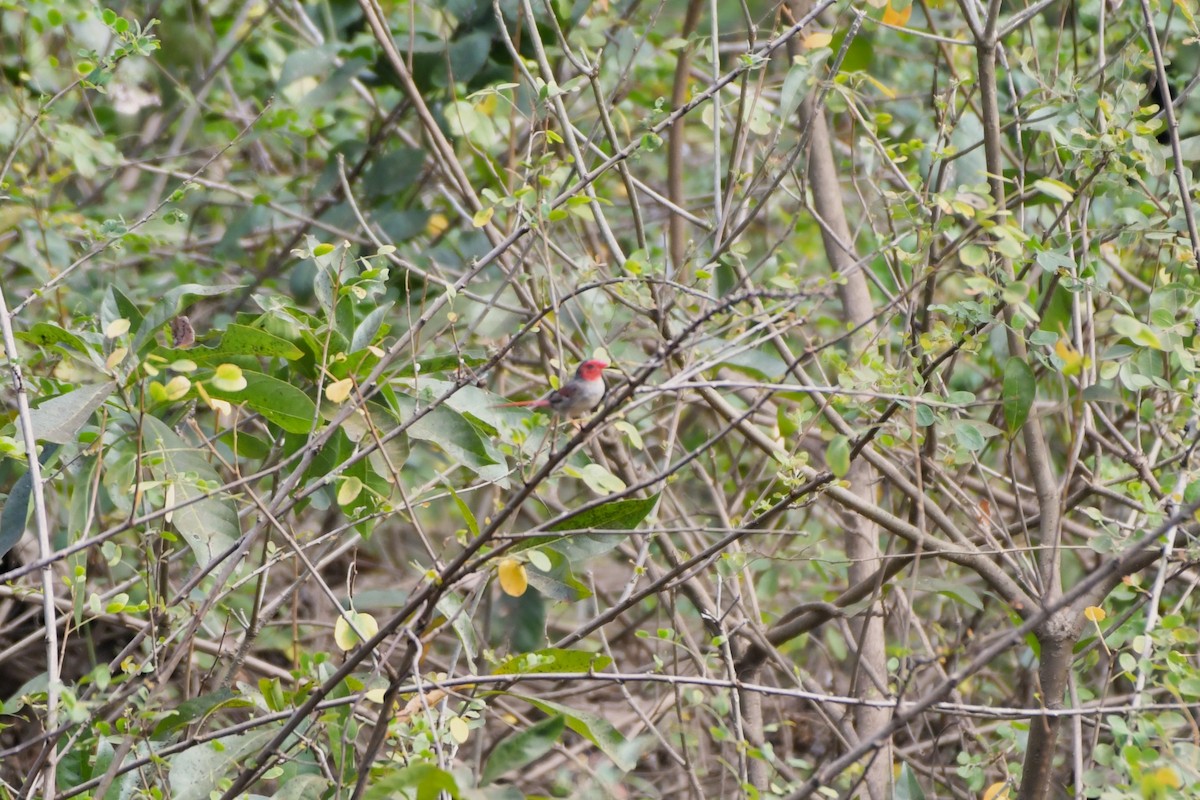 Crimson Finch (White-bellied) - ML624573765