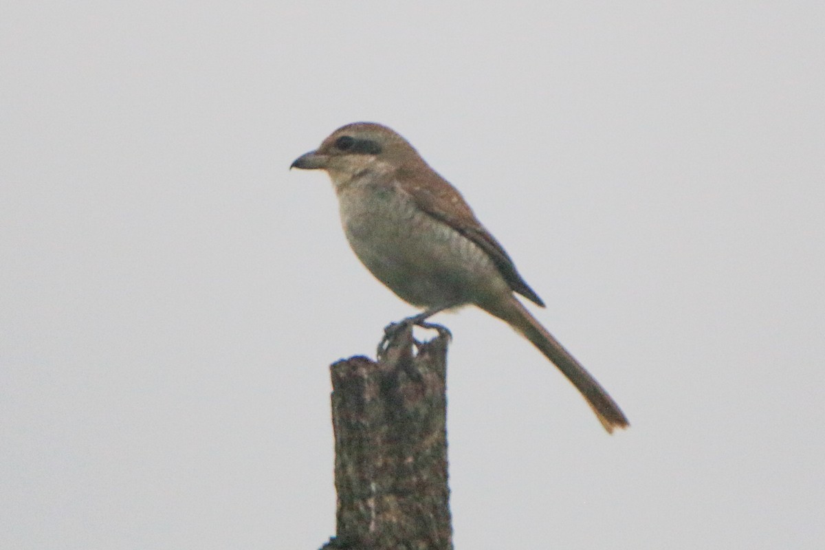 Brown Shrike - ML624573766