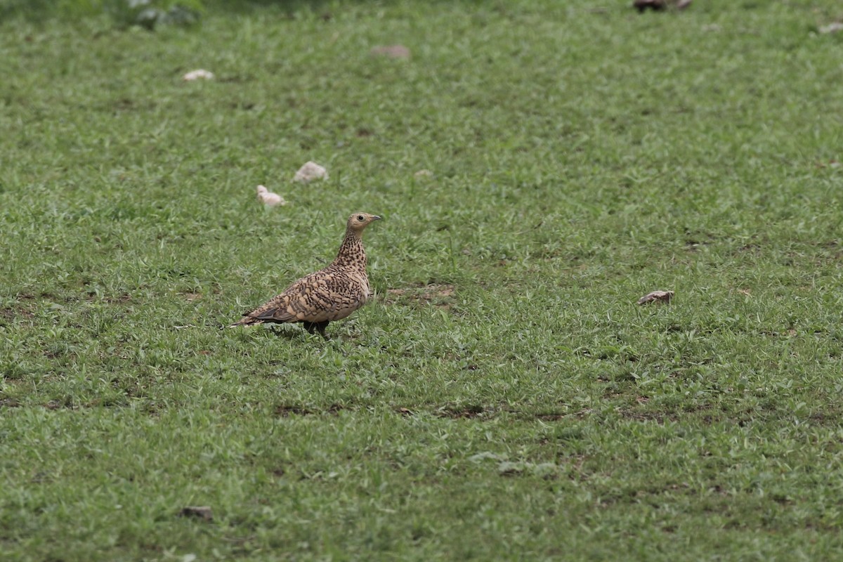 Chestnut-bellied Sandgrouse - ML624573768