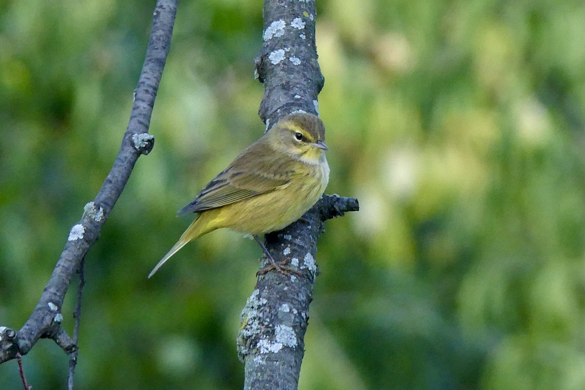 Palm Warbler - ML624573770