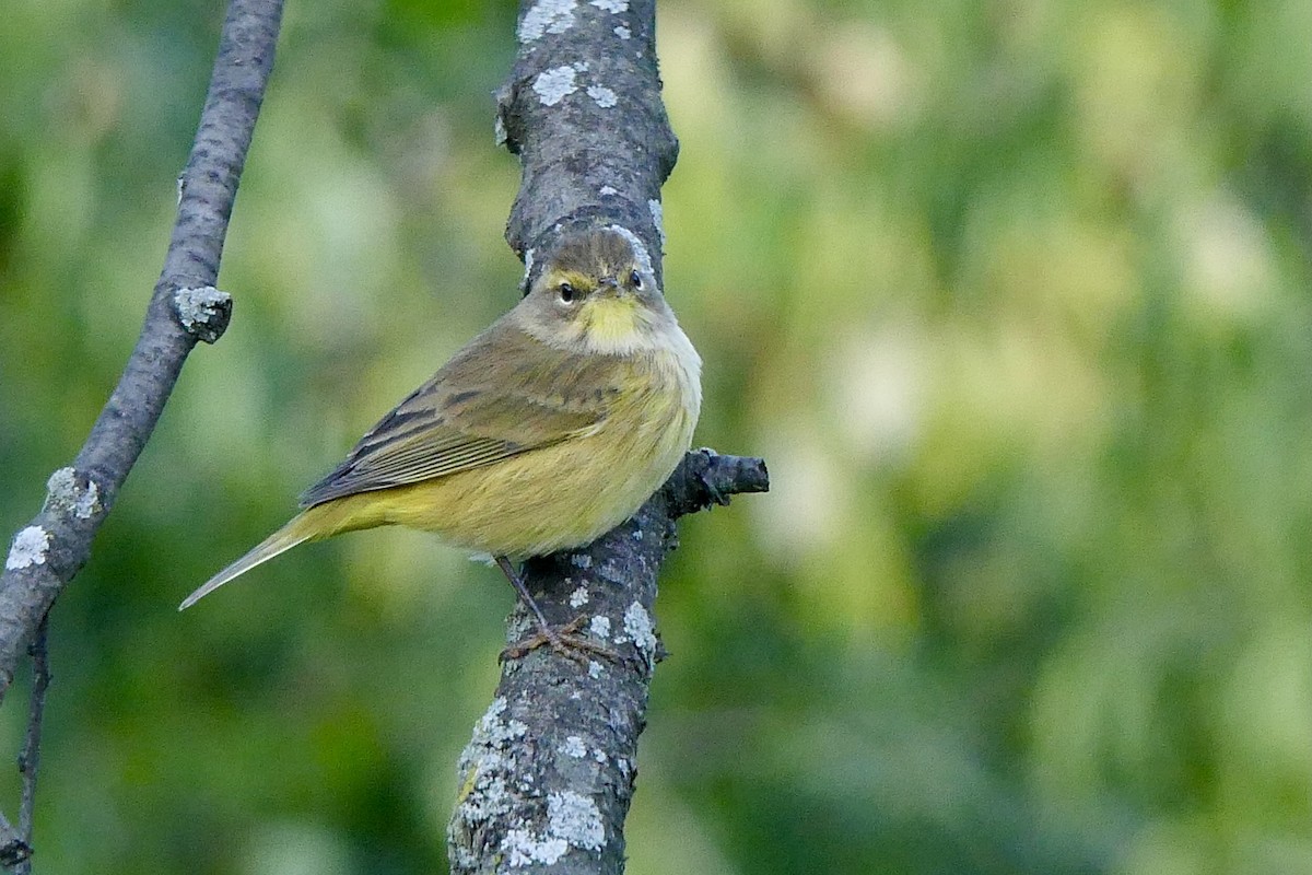 Palm Warbler - ML624573771