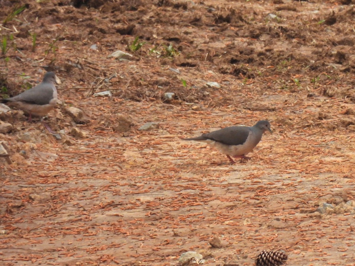 White-tipped Dove - ML624573772