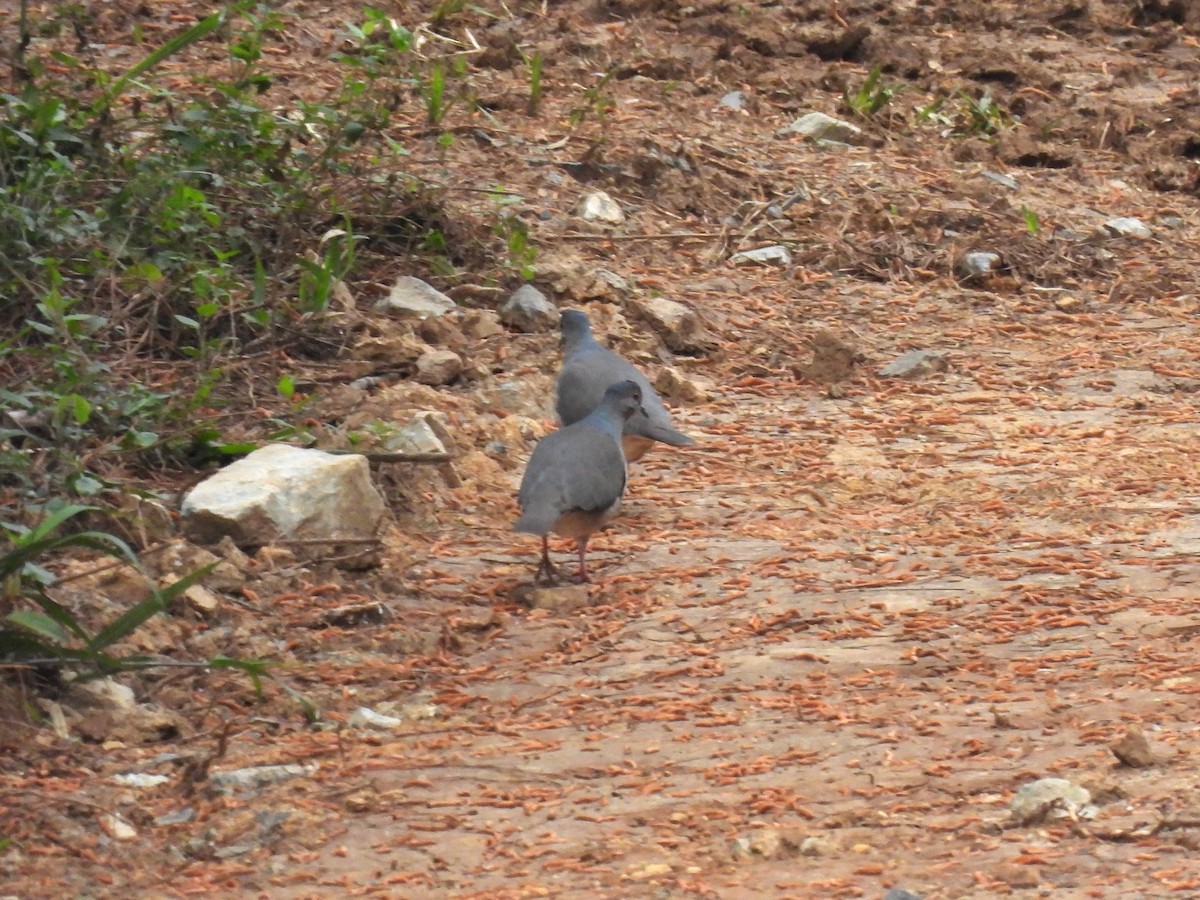 White-tipped Dove - ML624573773