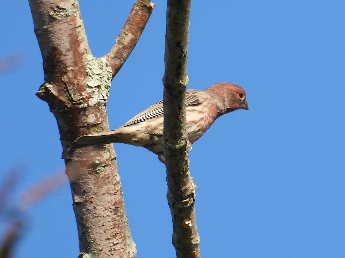 House Finch - ML624573775