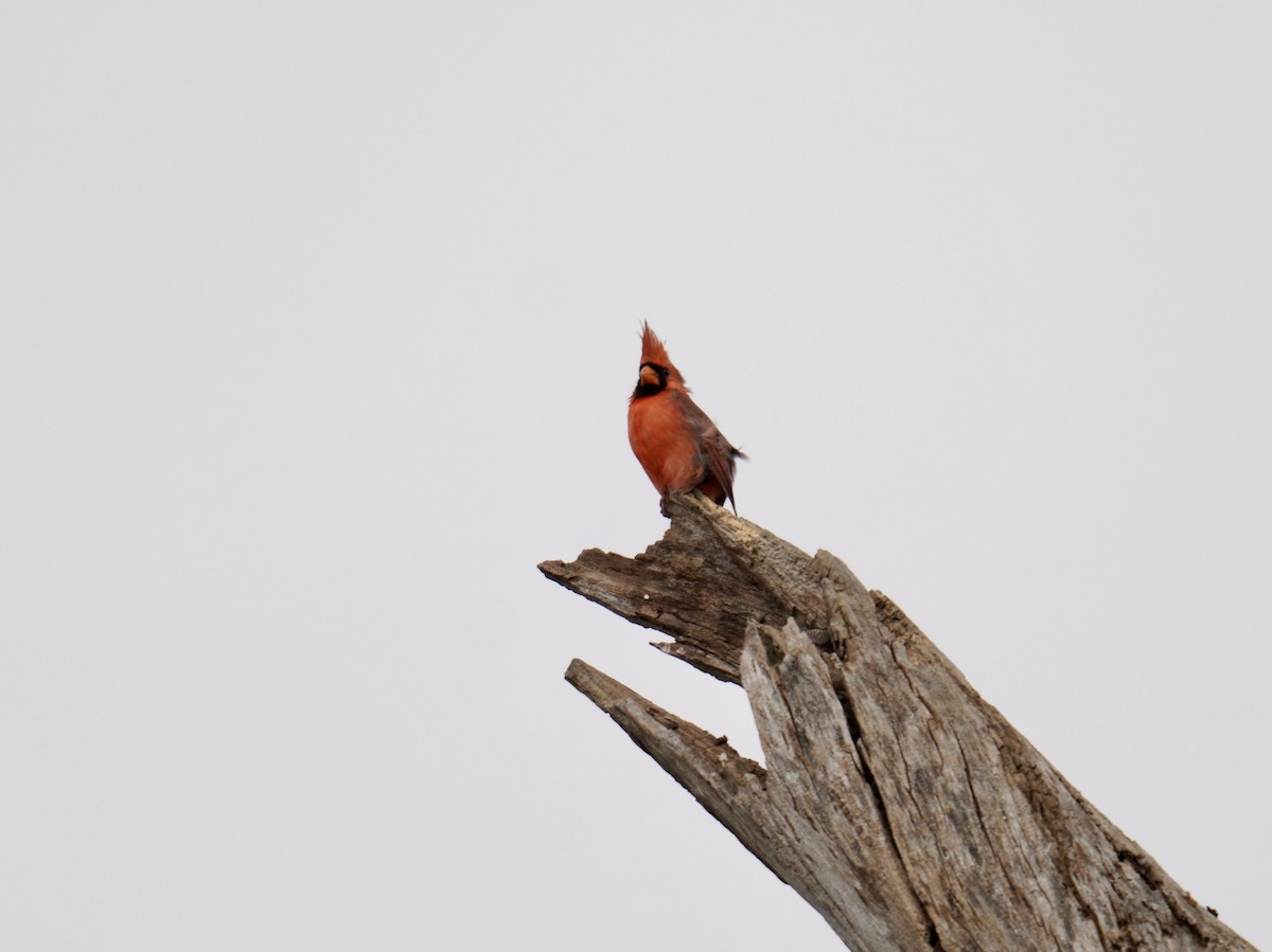 Northern Cardinal - ML624573777