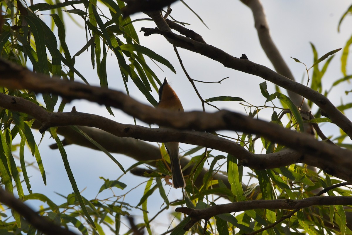 Leaden Flycatcher - ML624573780