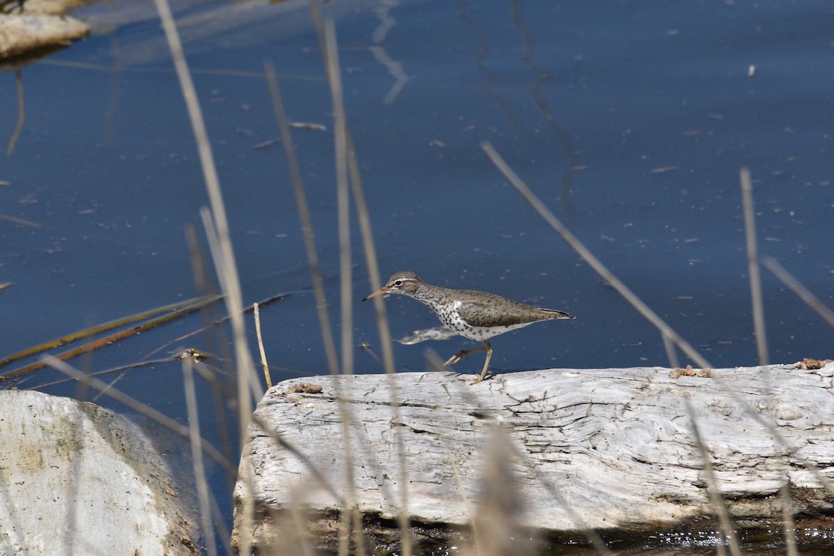 Spotted Sandpiper - Landon Graff