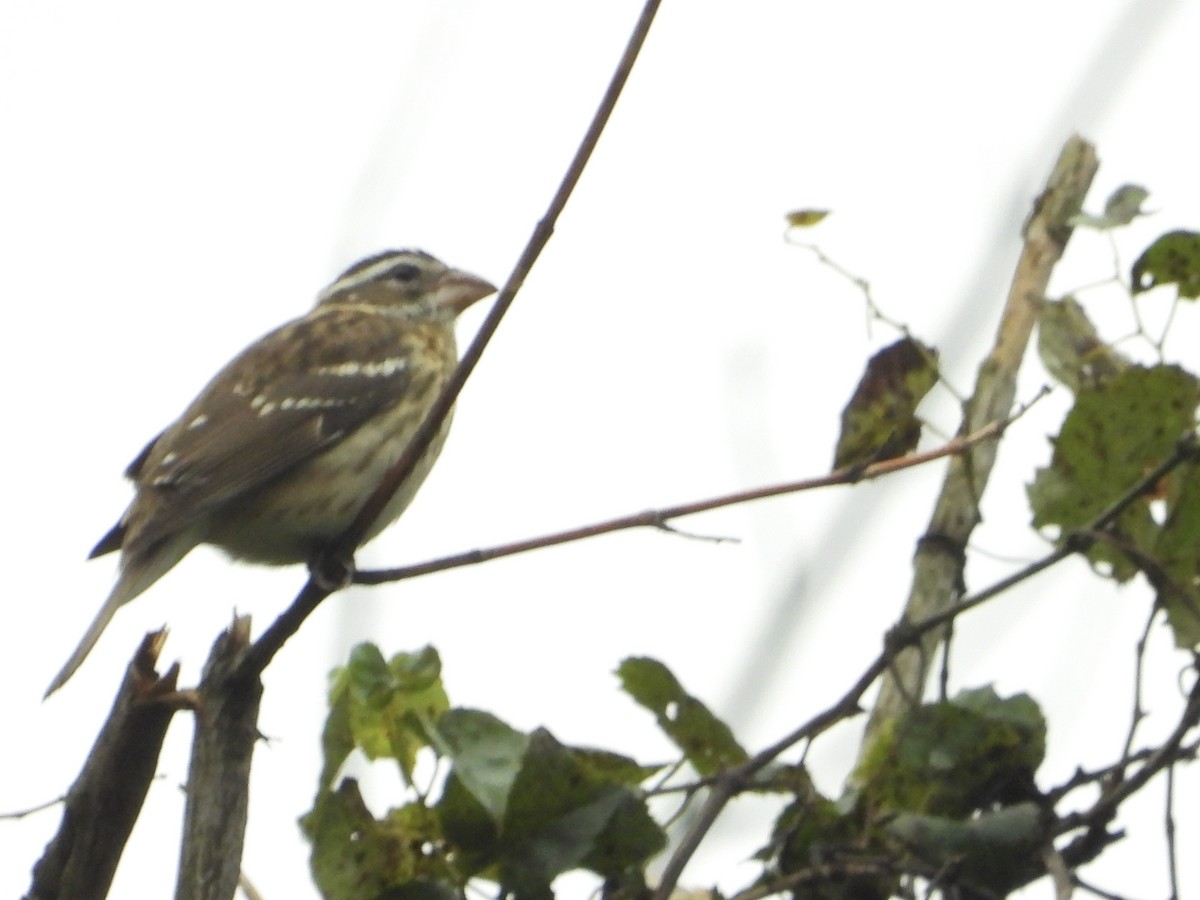 Rose-breasted Grosbeak - ML624573783