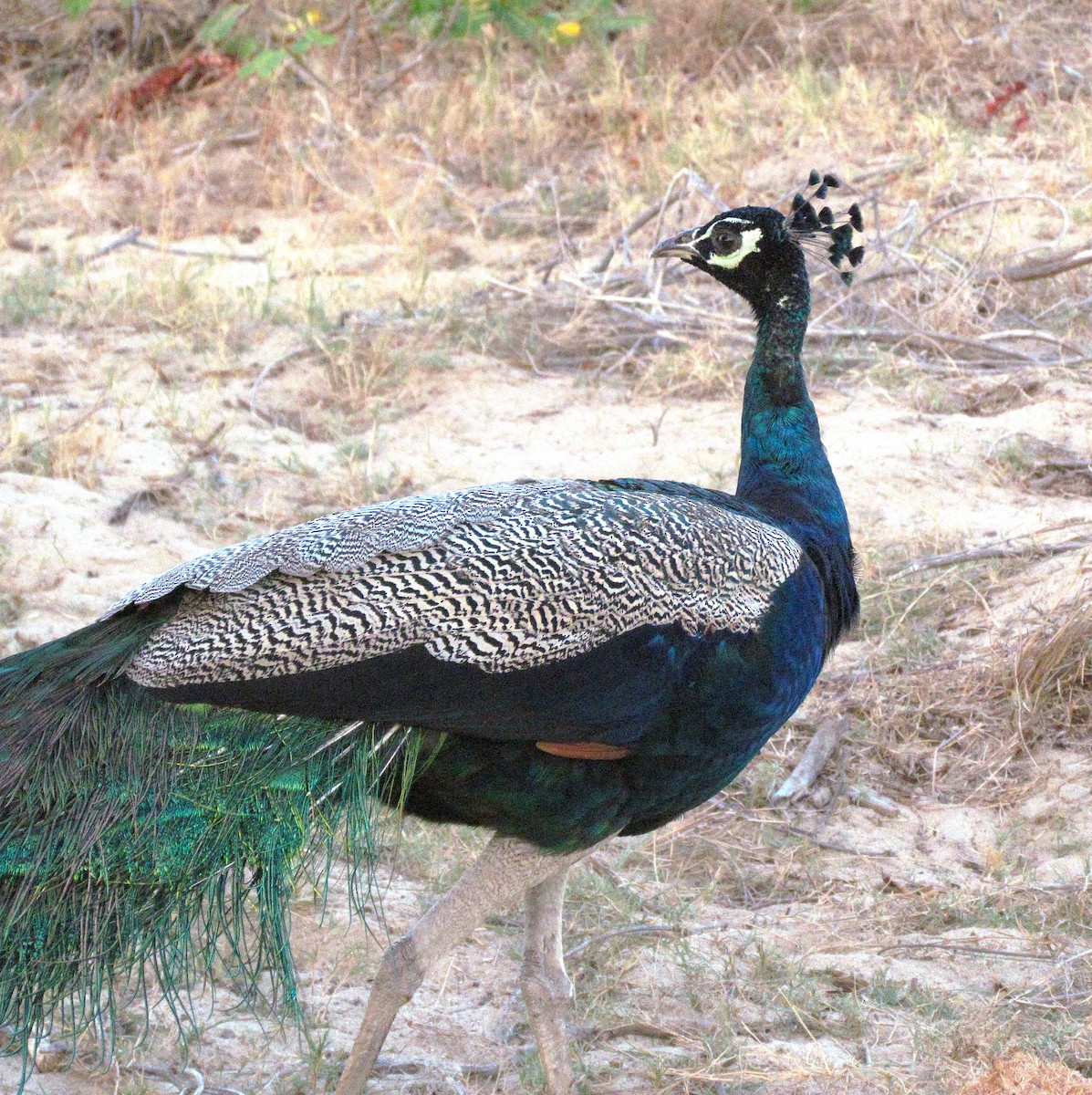 Pavo Real Común - ML624573788