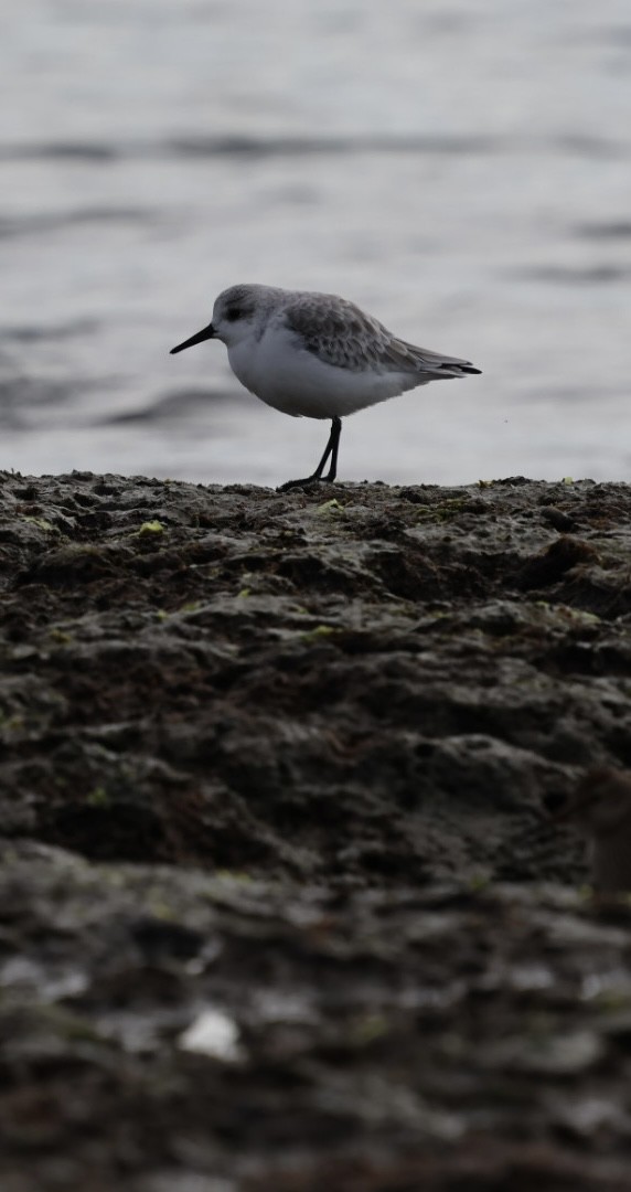 Sanderling - ML624573790