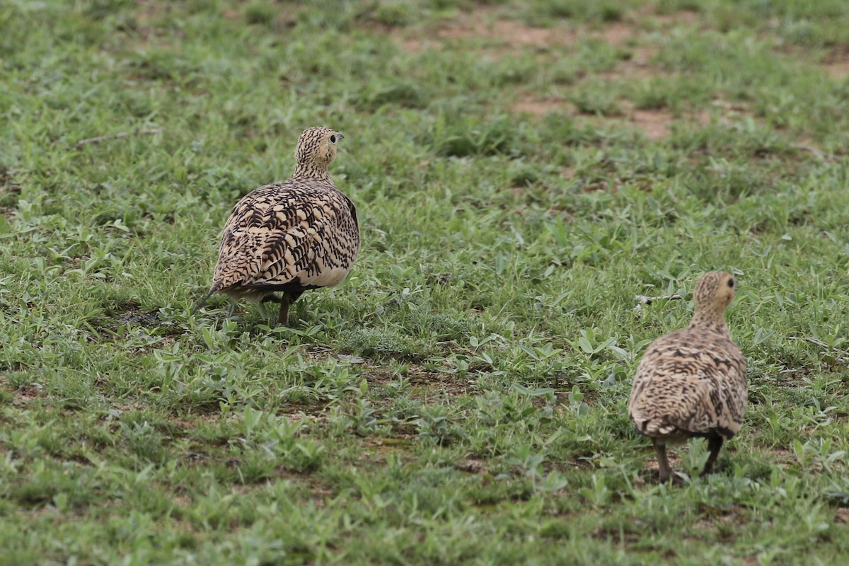 Chestnut-bellied Sandgrouse - ML624573815