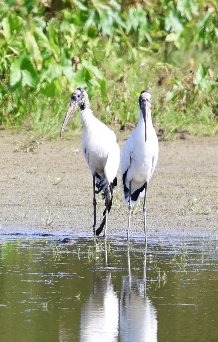 Wood Stork - ML624573816