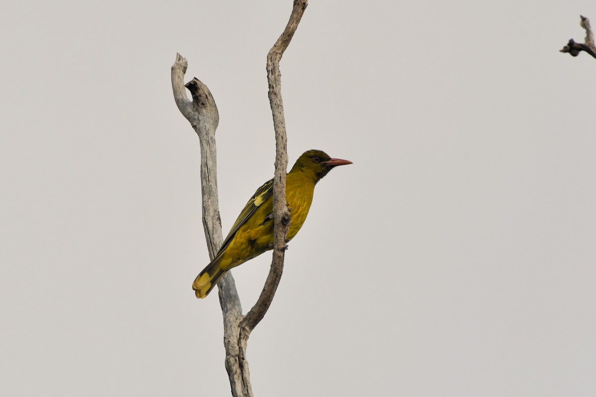 Green Oriole - ML624573824