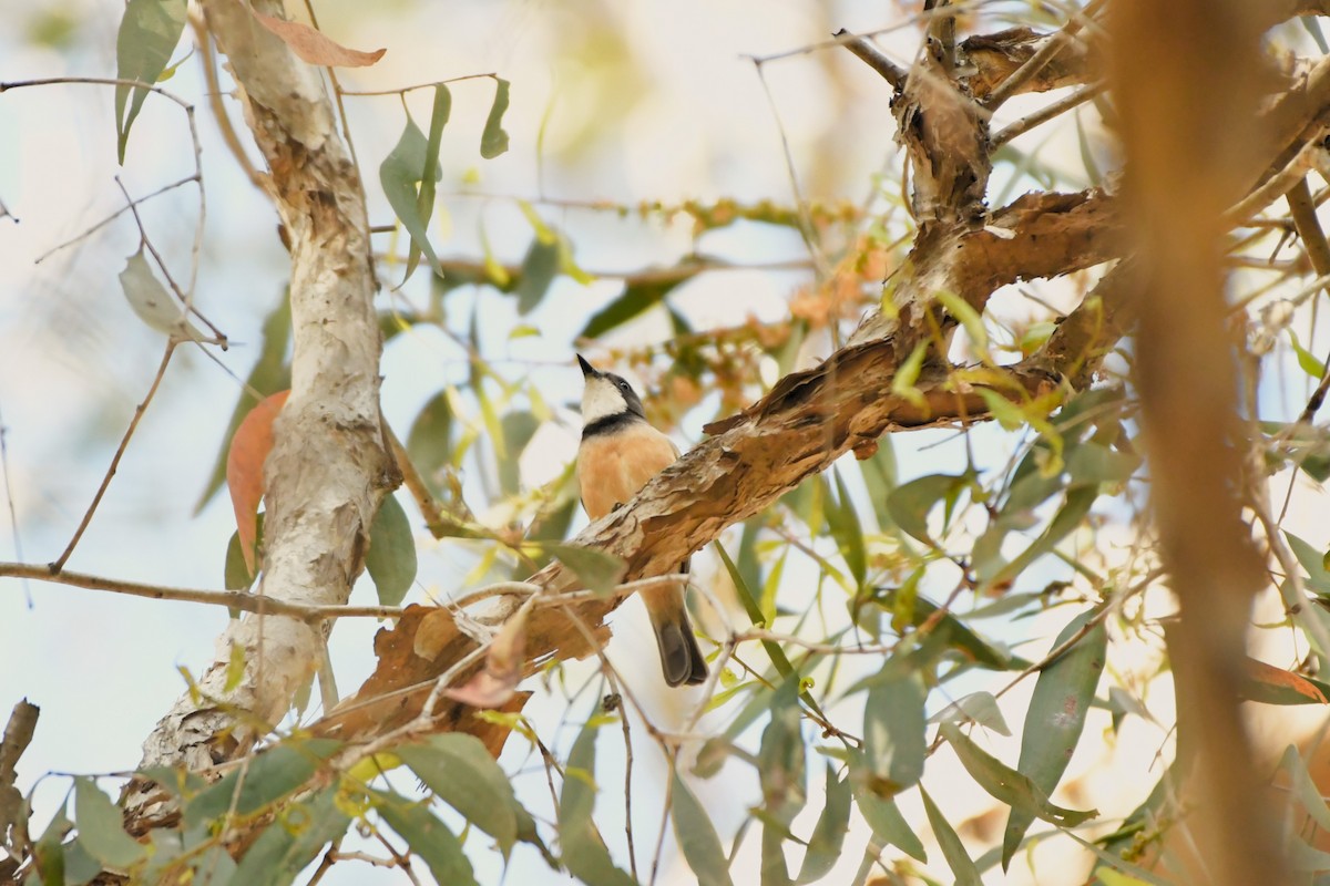 Rufous Whistler - Sam Adams