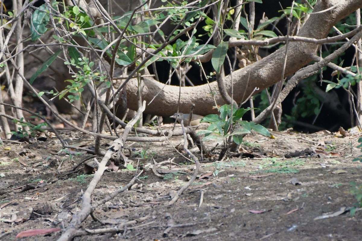 Rufous Shrikethrush - ML624573835