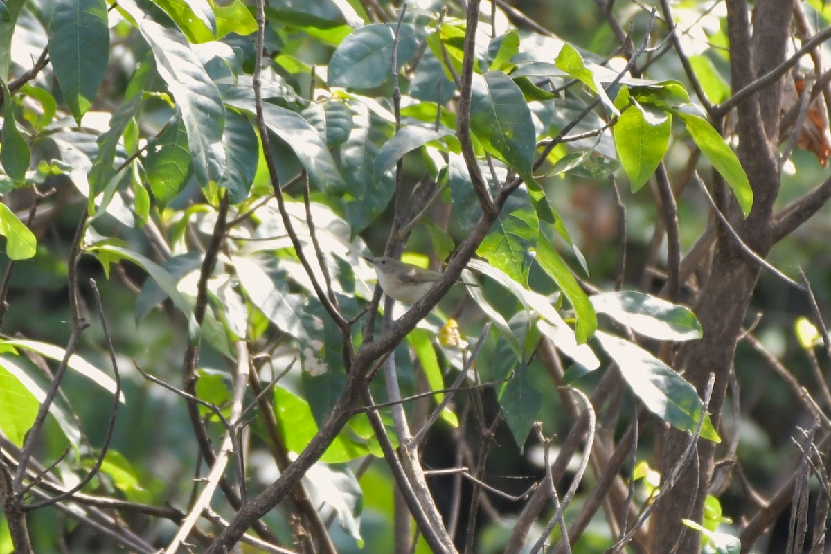 Large-billed Gerygone - ML624573846