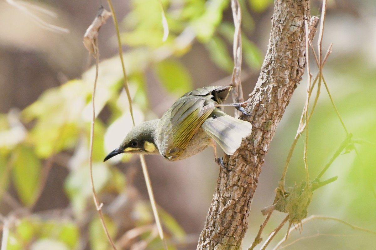 Yellow-spotted Honeyeater - ML624573850