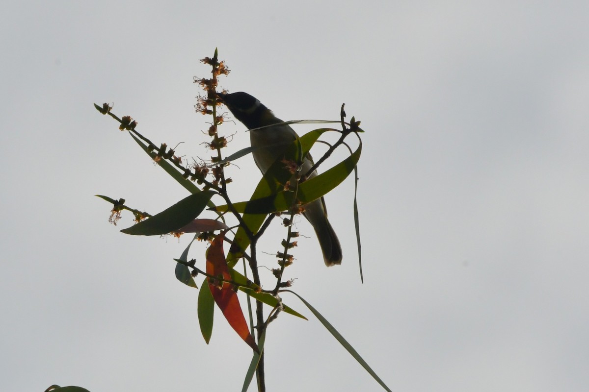 White-throated Honeyeater - ML624573859