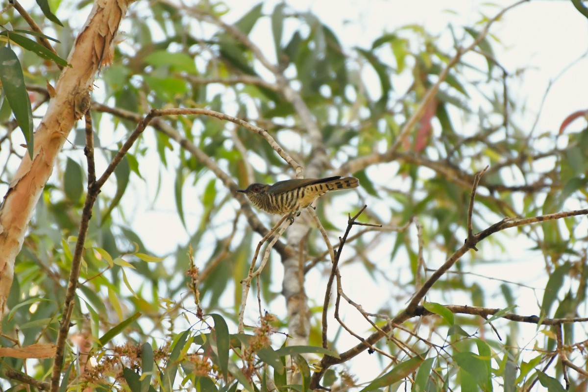 Little Bronze-Cuckoo - ML624573862