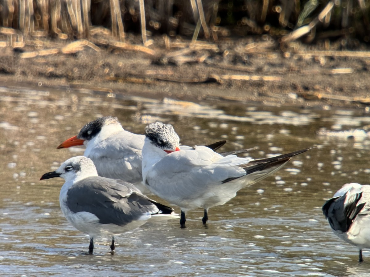 שחפית כספית - ML624573869