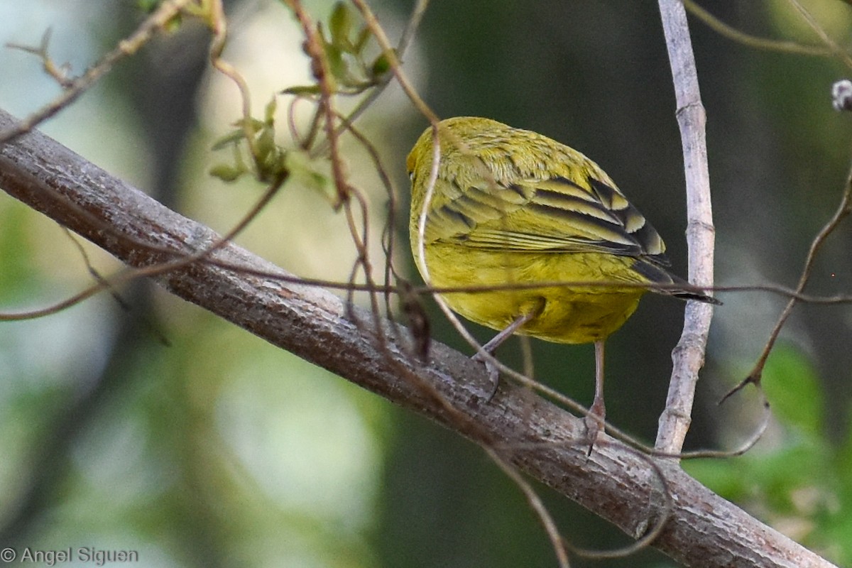 Saffron Finch - ANGEL SIGUEN