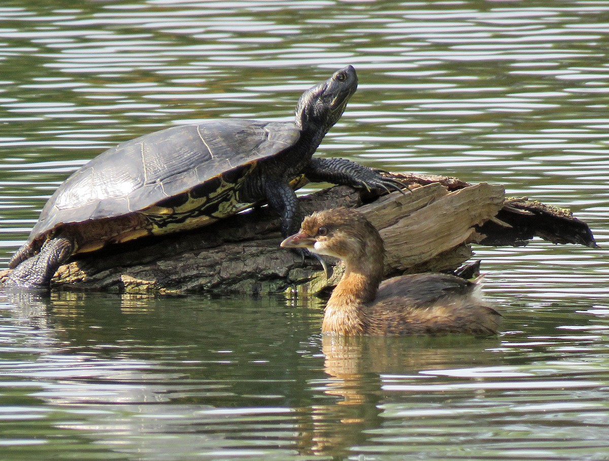 Pied-billed Grebe - ML624573901