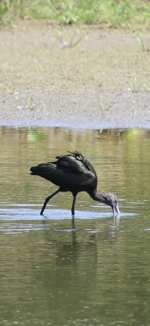 White-faced Ibis - ML624573928