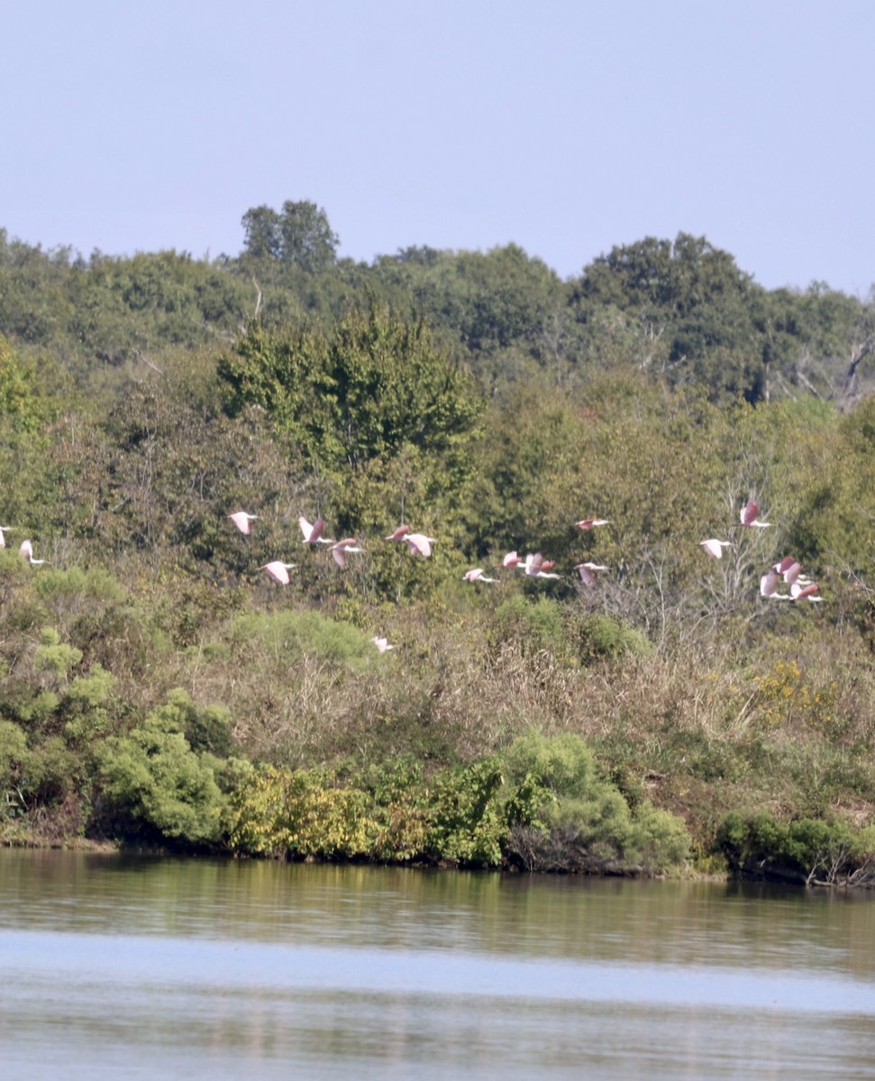 Roseate Spoonbill - ML624573941