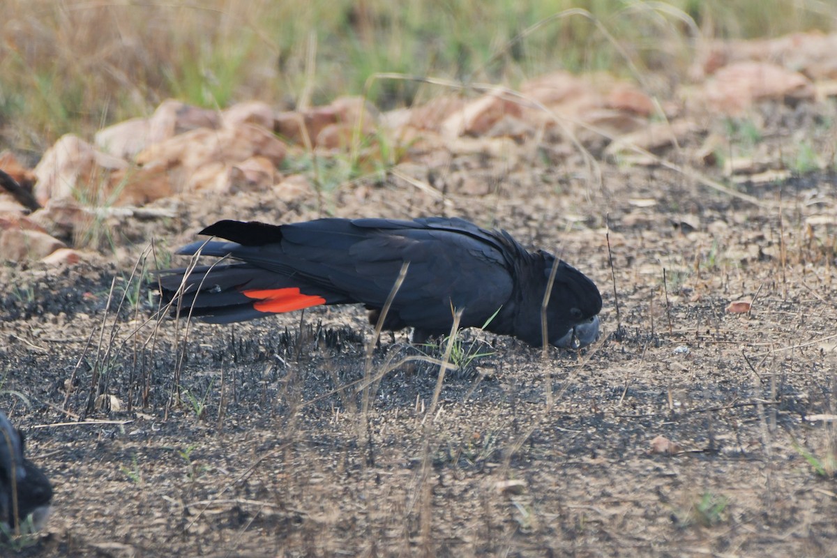 Red-tailed Black-Cockatoo - ML624573942