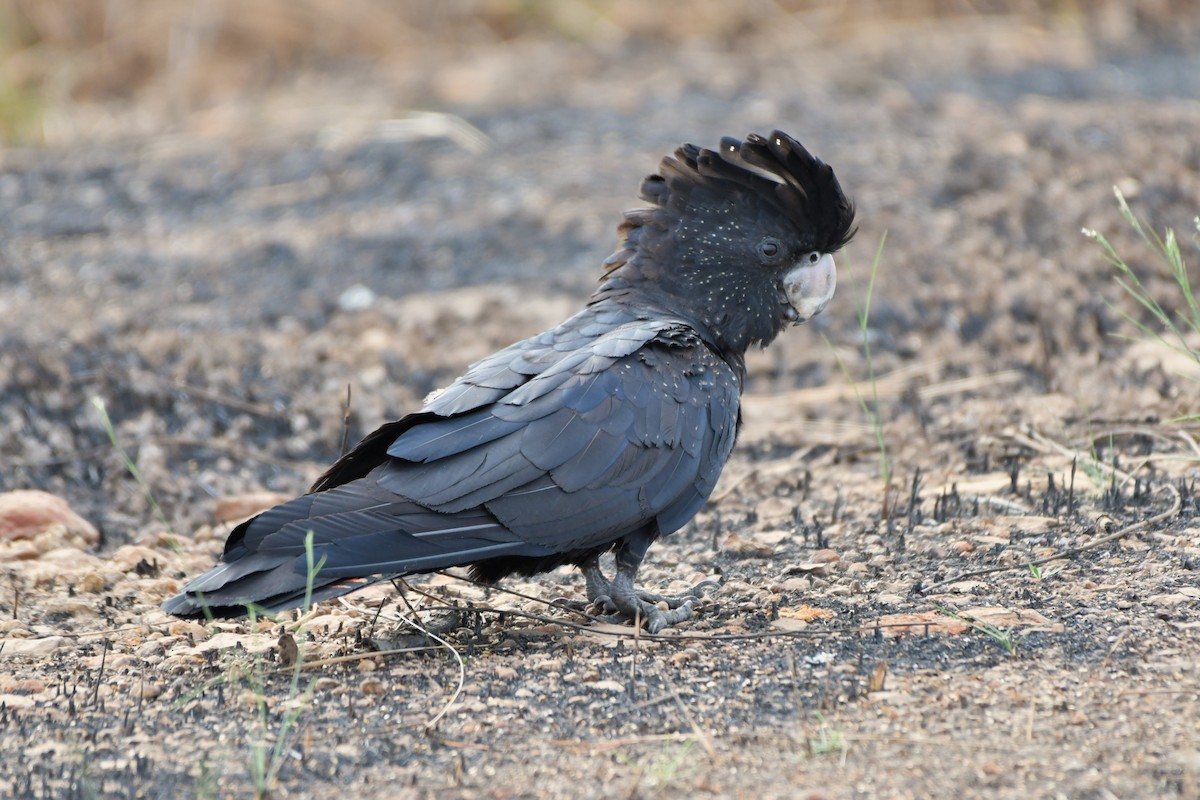 Red-tailed Black-Cockatoo - ML624573943