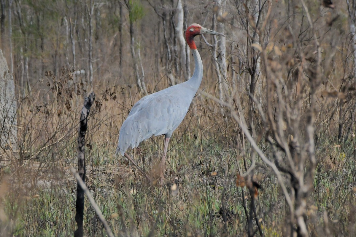 Sarus Crane - ML624573954