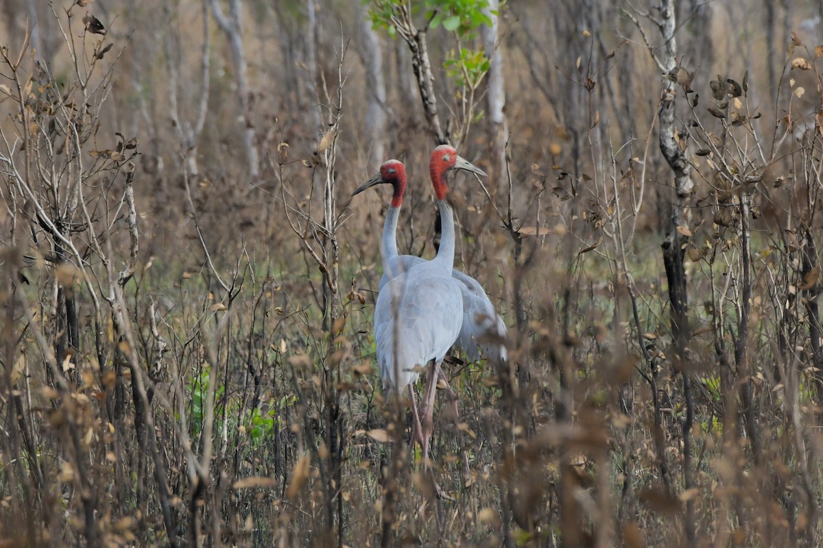 Sarus Crane - ML624573956