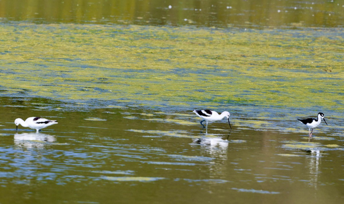 American Avocet - ML624573968