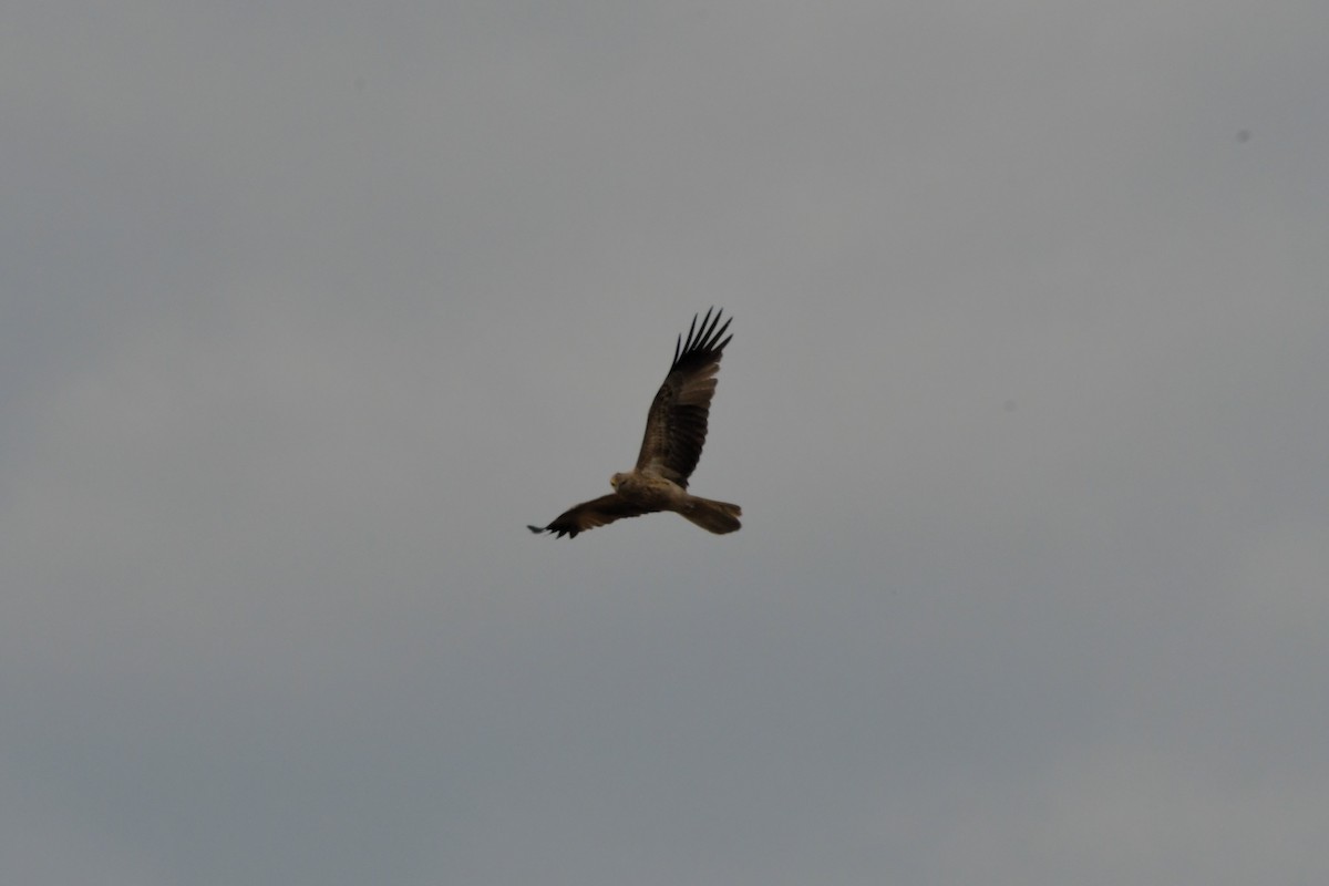 Whistling Kite - ML624573980