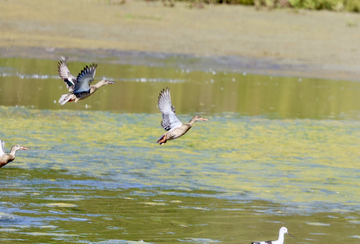 Northern Shoveler - ML624573991