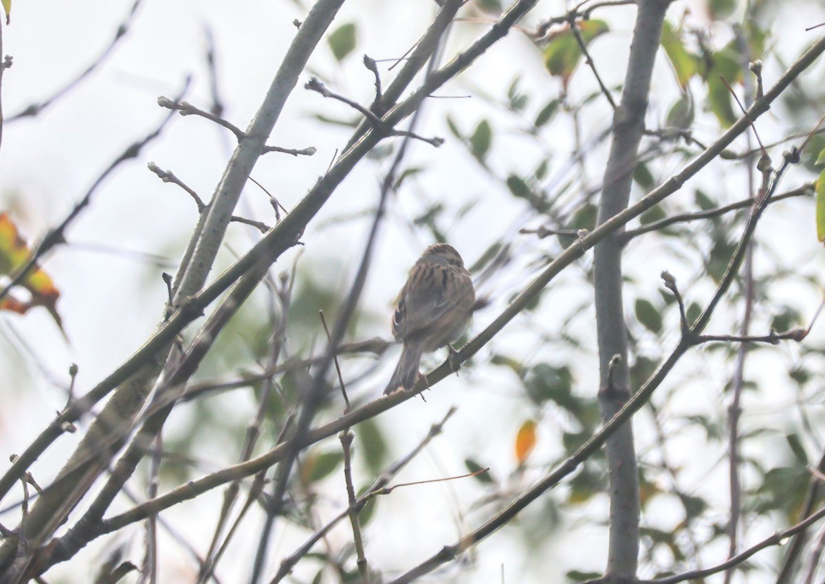 Clay-colored Sparrow - Mathias Bitter