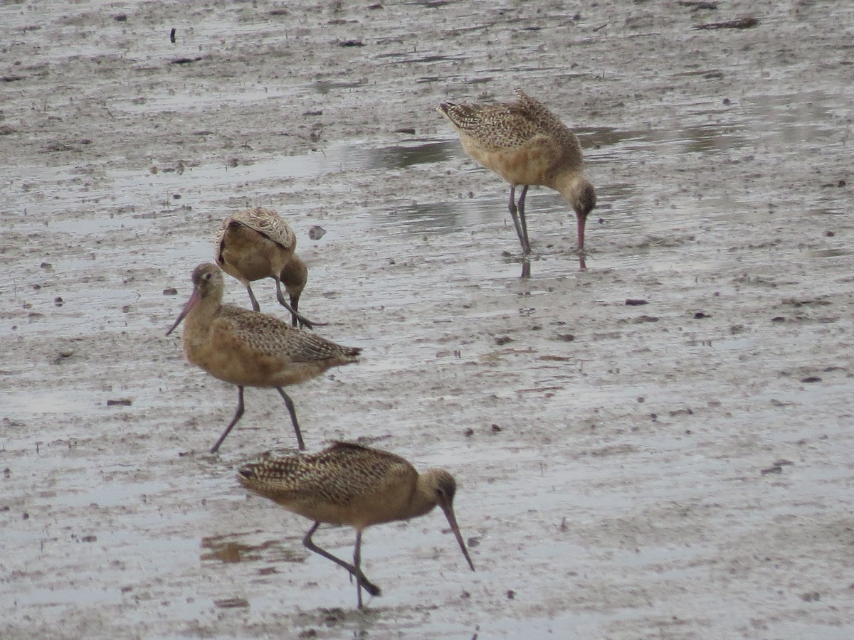 Marbled Godwit - ML624574016