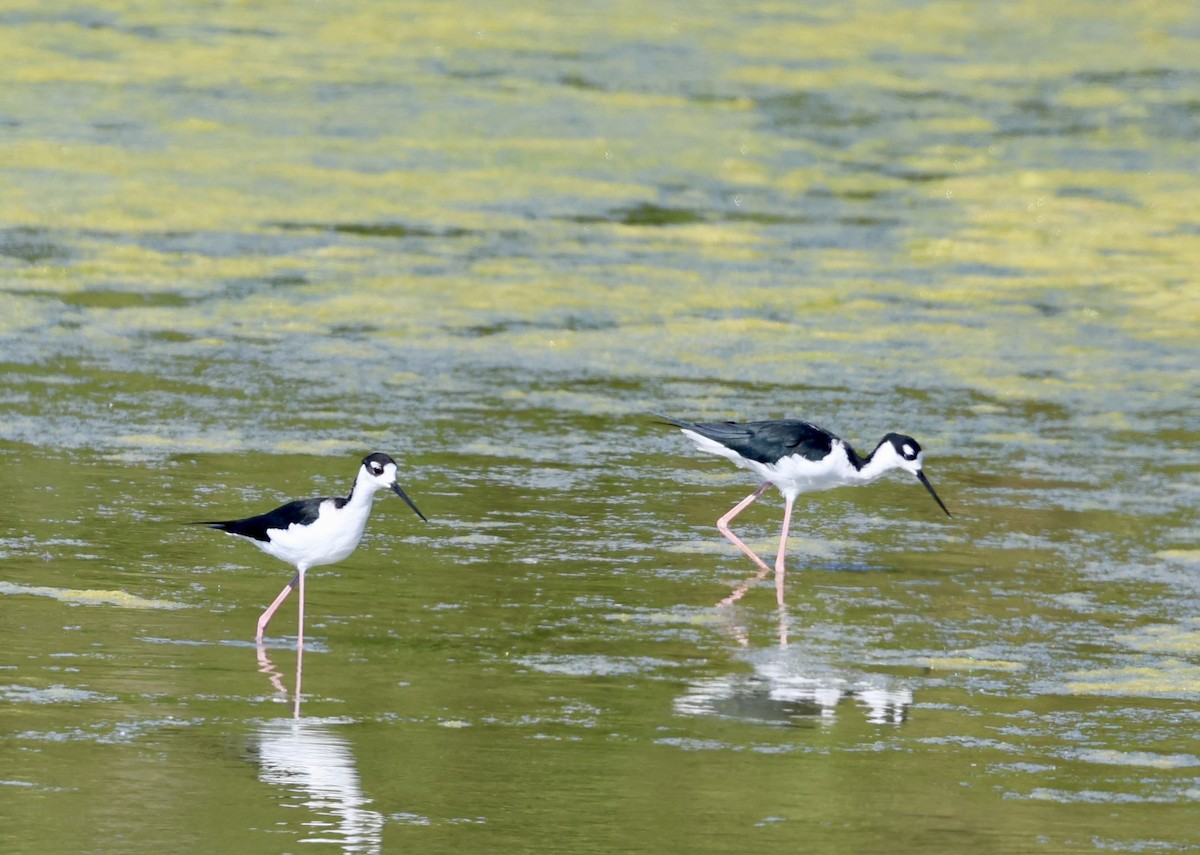 Black-necked Stilt - ML624574023