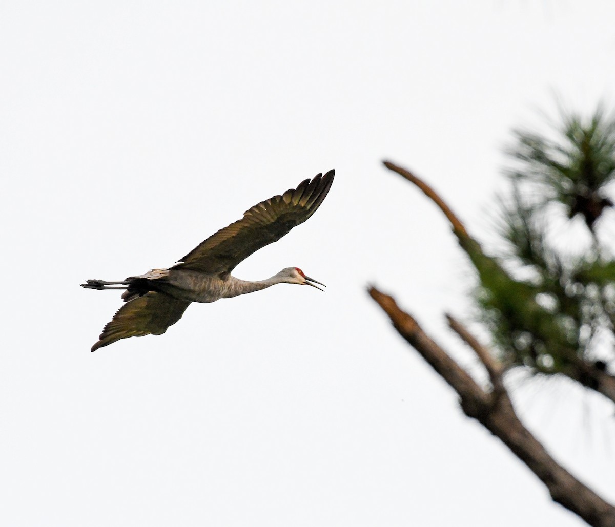 Sandhill Crane (Cuban) - ML624574044