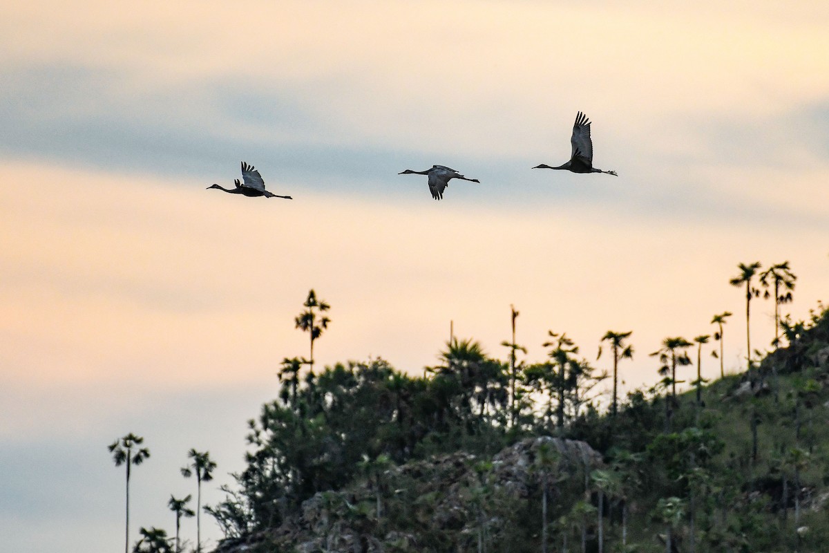 Sandhill Crane (Cuban) - ML624574045