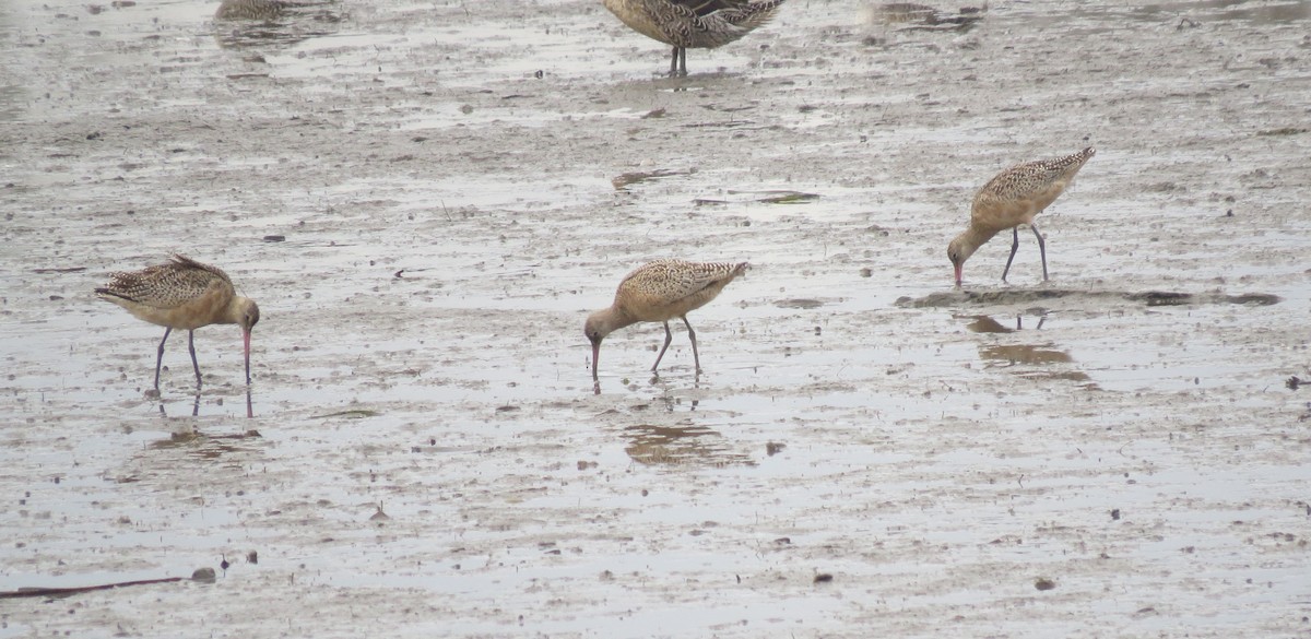 Marbled Godwit - ML624574046